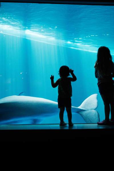Kids staring into a aquarium