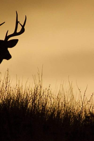 A deer in silhouette on a ridge line