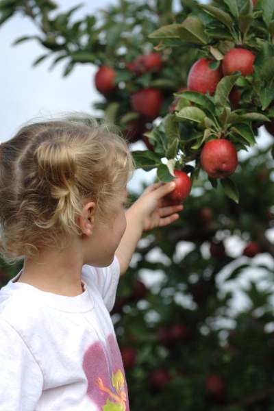Little Girl Picking Apples.
