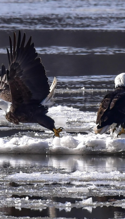 Two bald eagles on ice floating in a river