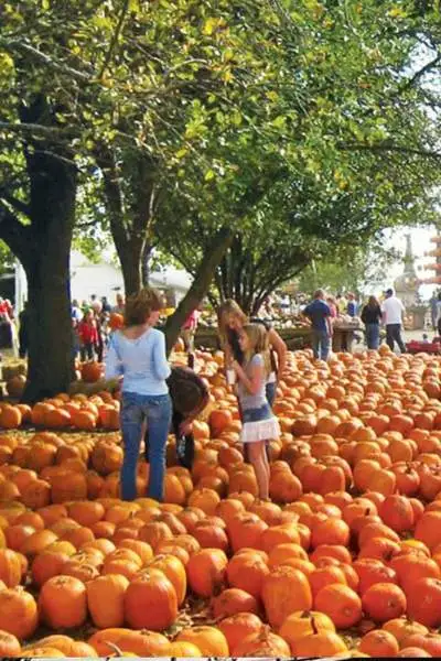 Lots of pumpkins layed out on the ground