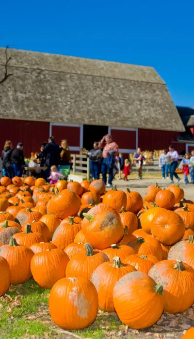 Lots of pumpkins laid out