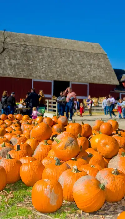 Lots of pumpkins laid out