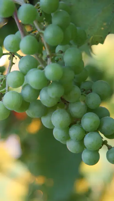 Grapes