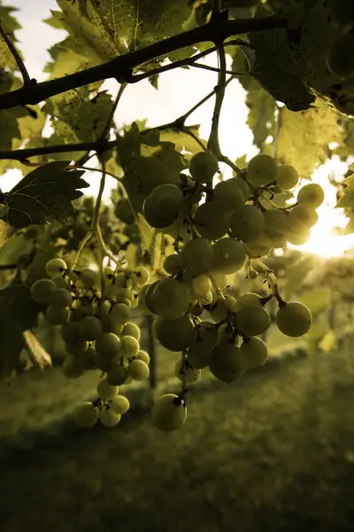 Sun shining through grapevines in a vineyard