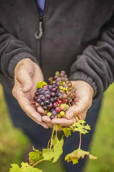 A mans hands holding grapes