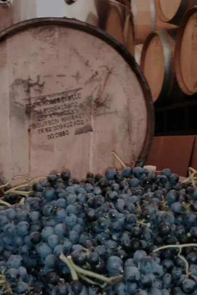 grapes and barrels