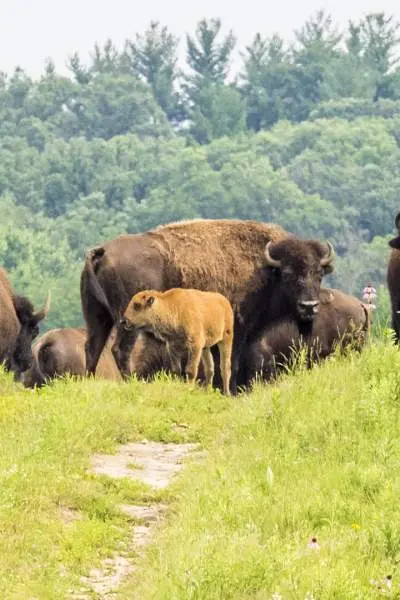 A herd of bison in the grass at Nachusa Grasslands