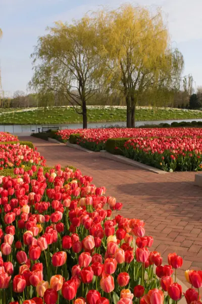 Flowers and a pathway