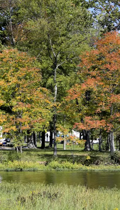 Park with trees and campervans