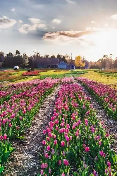 A field of tulips at sunset