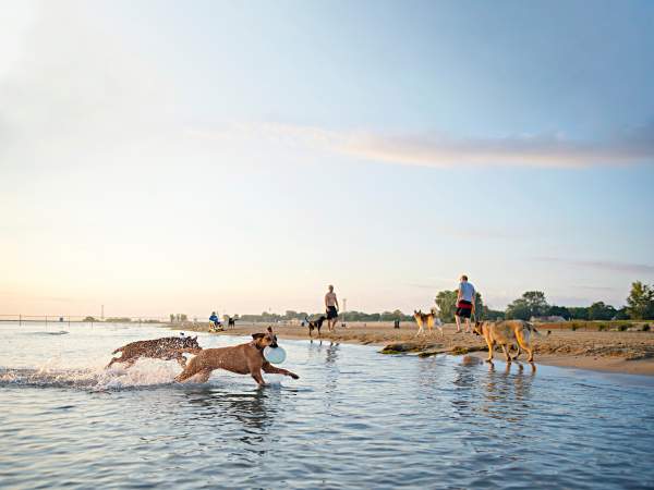 Dogs running in the shallows at a lakeside beach in the early morning