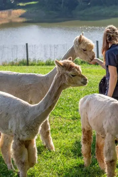 Alpacas in front of the lake at Rolling Oak Alpaca Ranch.