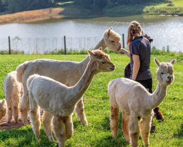Alpacas in front of the lake at Rolling Oak Alpaca Ranch.