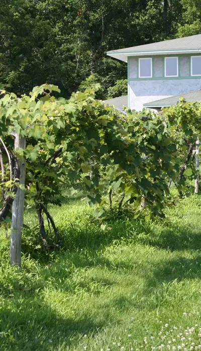 A vineyard with a house