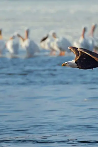 bald eagle flying