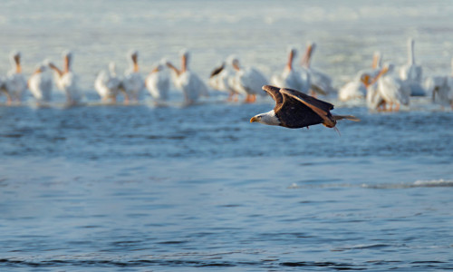 Where and How to Watch Bald Eagles in Illinois | Enjoy Illinois